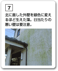 北に面した外壁を緑色に変えるほど生えた藻。日当たりの悪い壁は要注意。