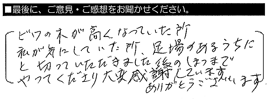 ビワの木が高くなっていた所、私が気にしていた所、